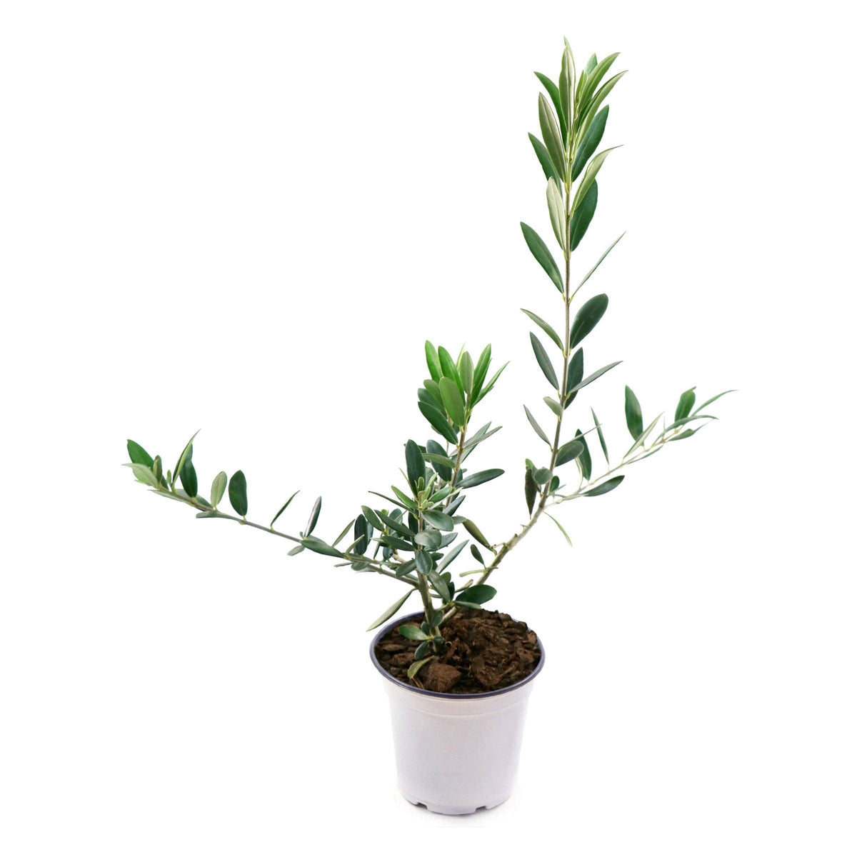 olive levecchio
