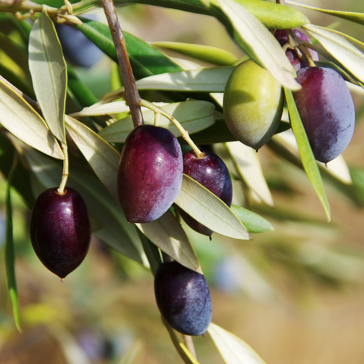 tree olive