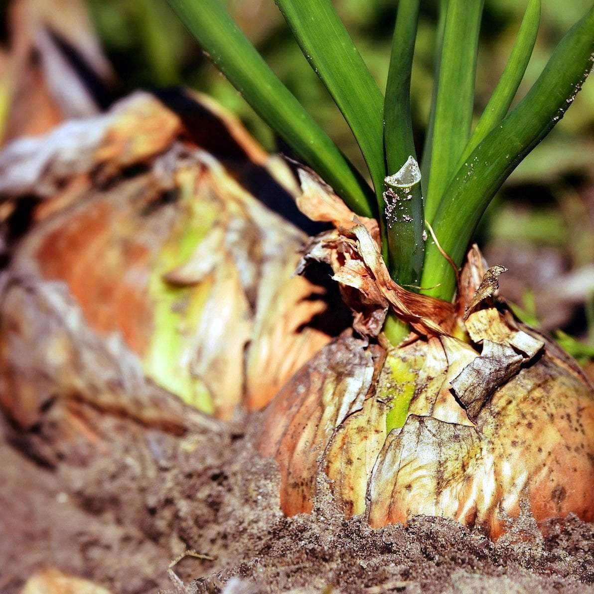 bulbous onion