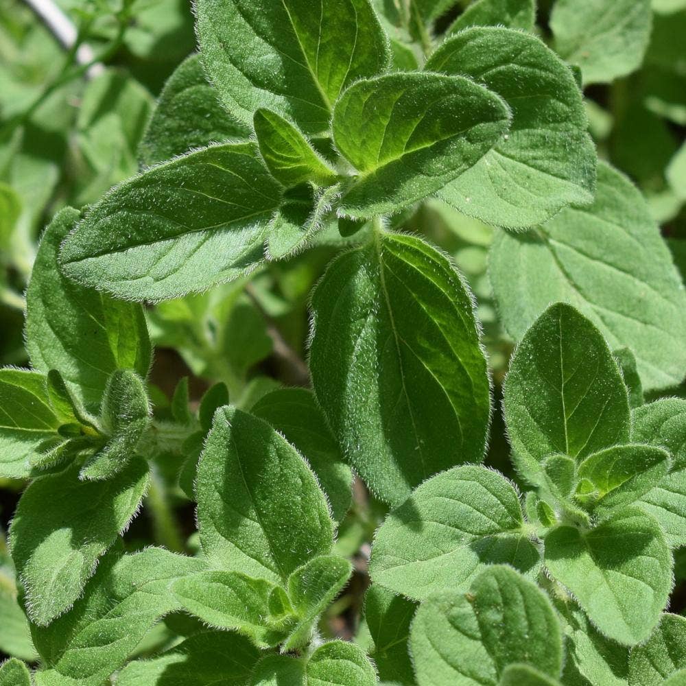 abundant oregano seeds