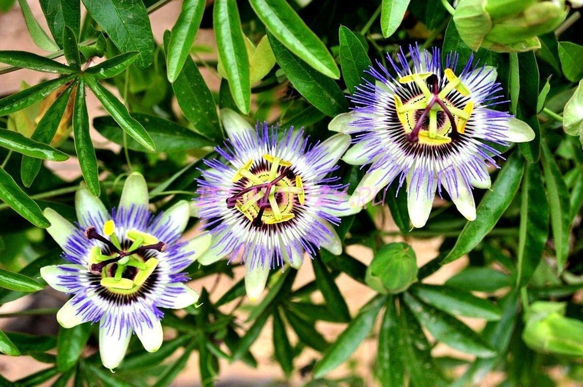 Passion Flower Passiflora Passion Vine Maypop Granadilla Treasure Flower - 10 Seeds