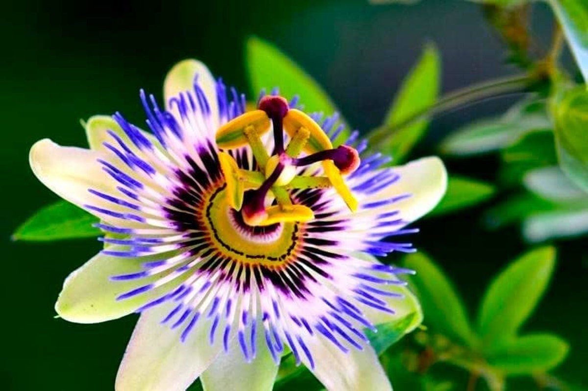 Passion Flower Passiflora Passion Vine Maypop Granadilla Treasure Flower - 10 Seeds