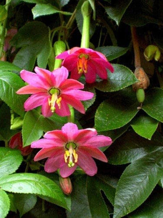 passion fruit flower seeds