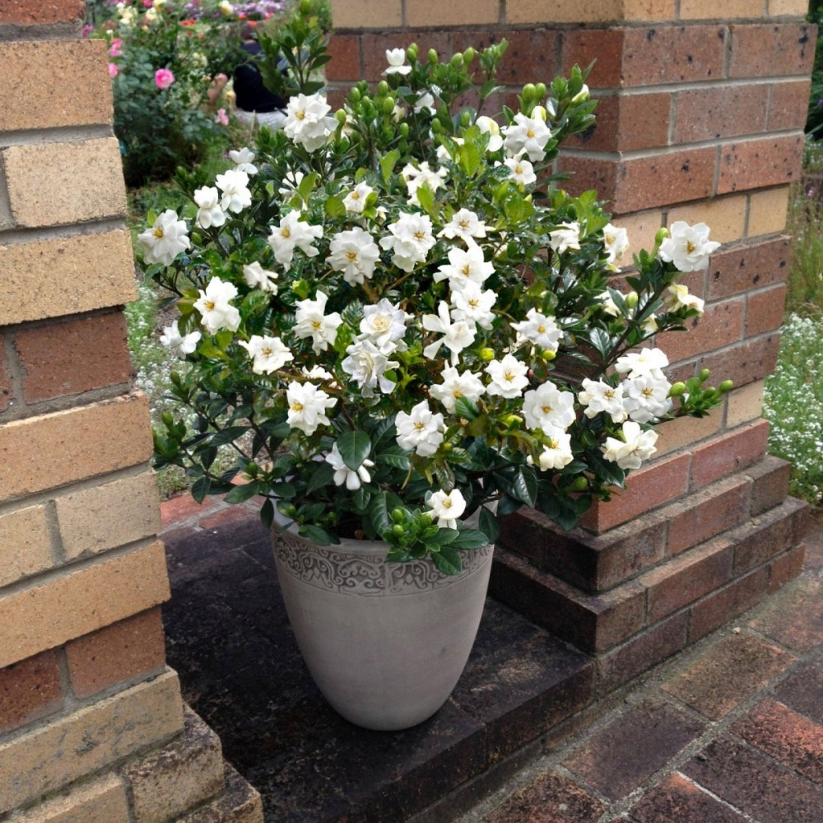 dwarf gardenia