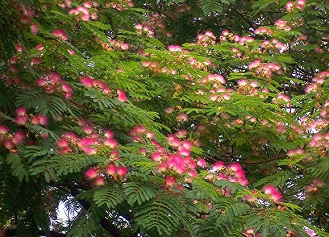 Pink Albizia Julibrissin Tree - 20 Seeds - Mimosa Tree, Silk Tree, Persian Silk Tree