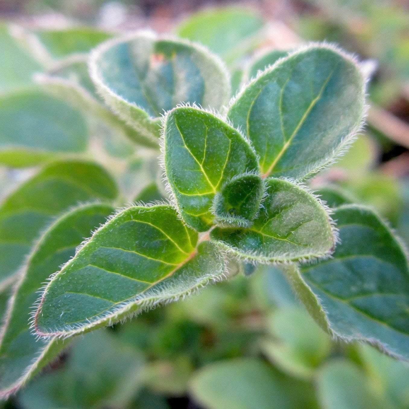 some seed plant