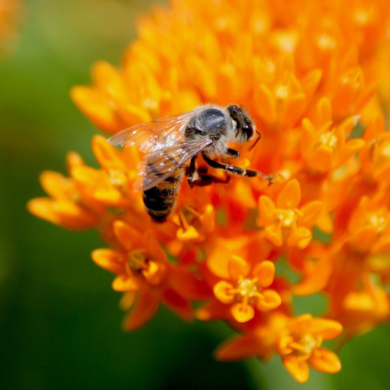 bee plant