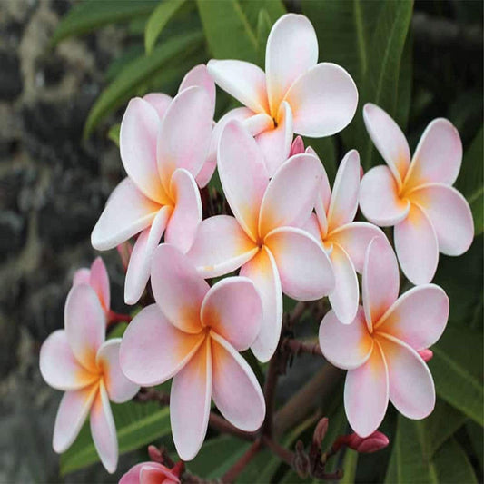 plumeria seeds
