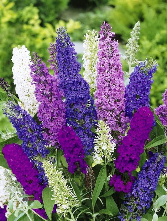 purple, white, and pink butterfly bush