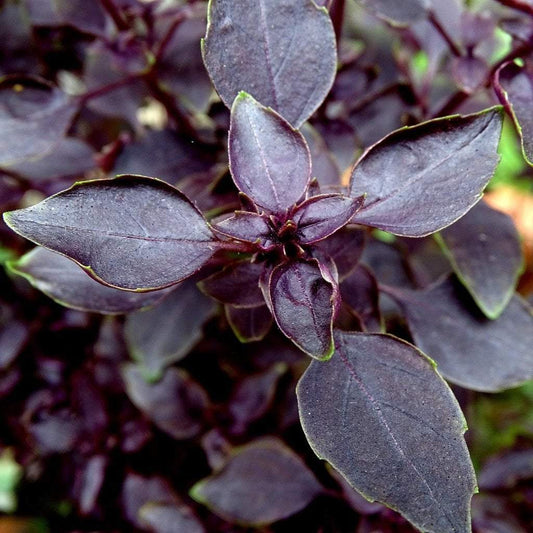 purple garnish basil