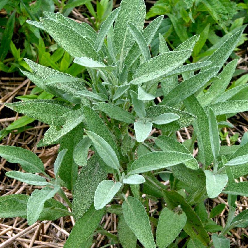 sage edible seeds