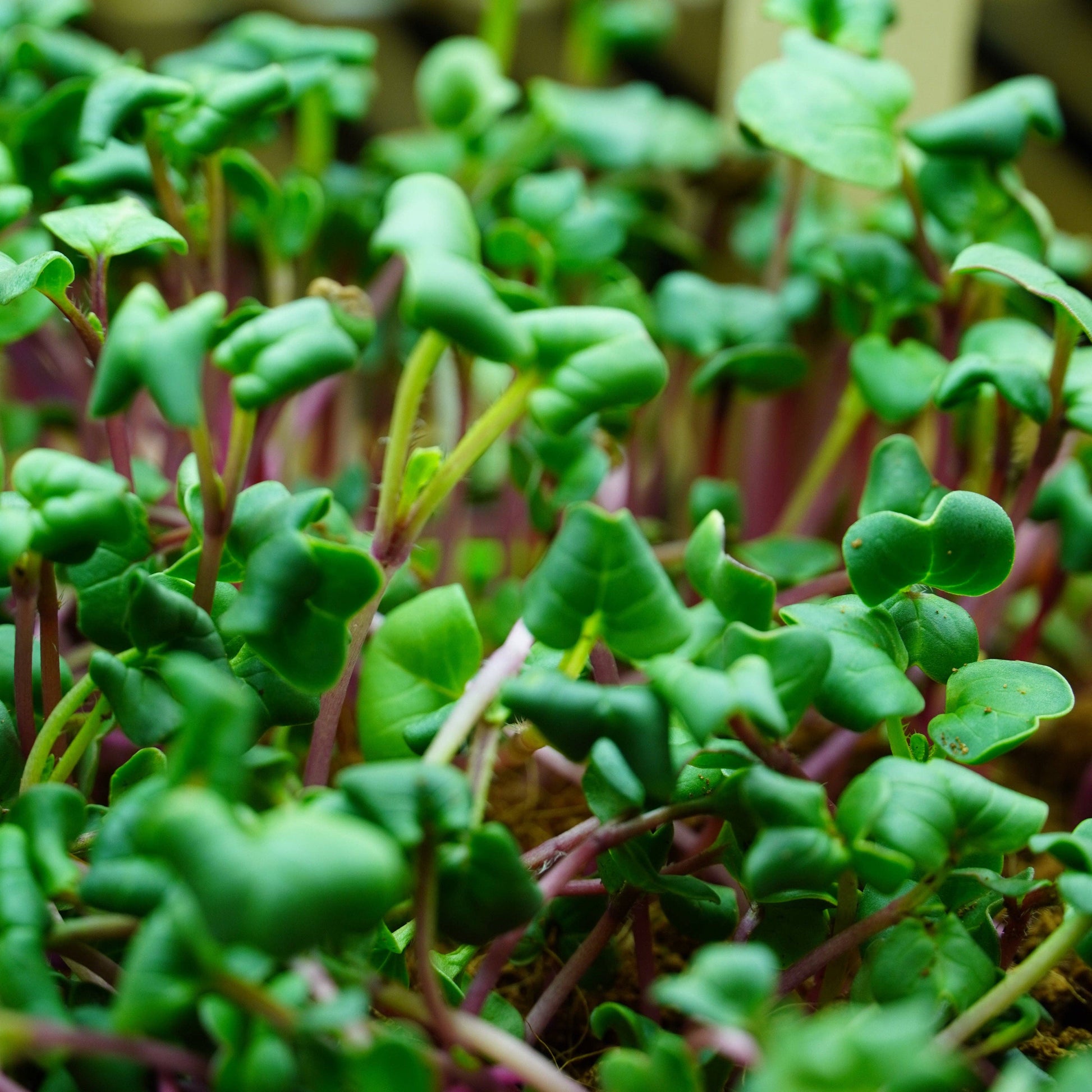 microgreen mix
