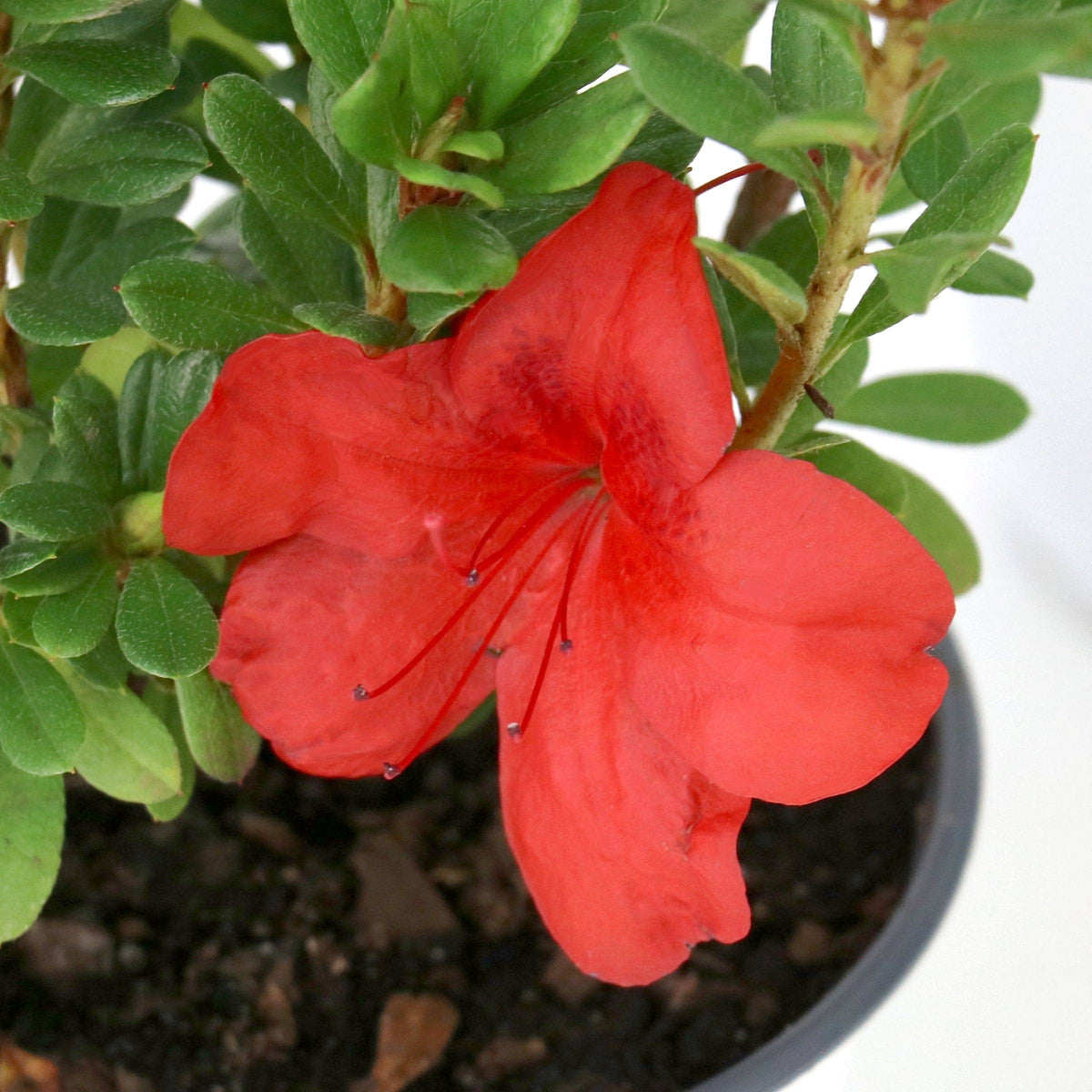 azelea flower