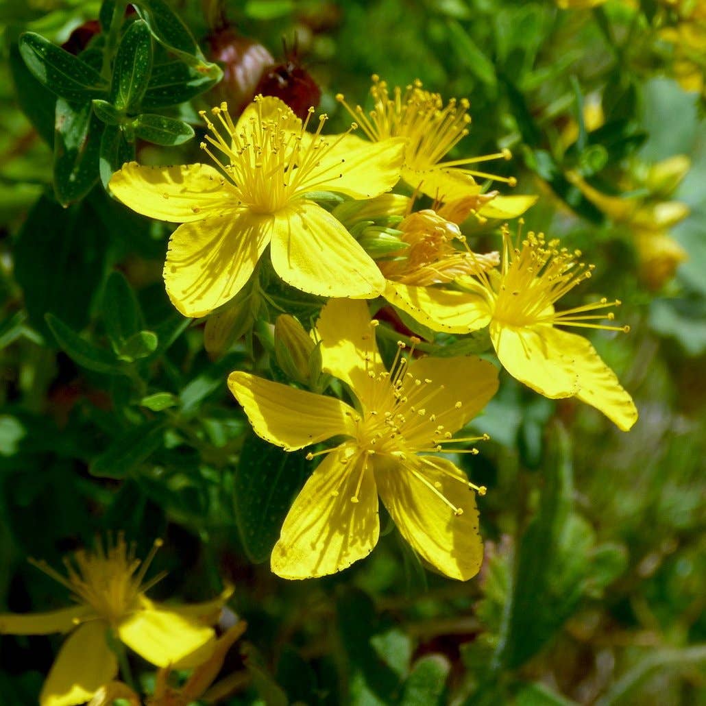 st. john wart seeds