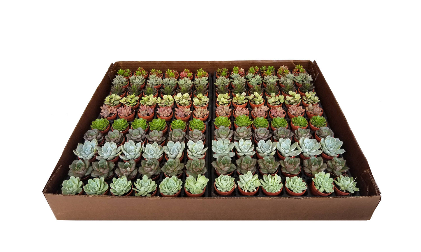 fairy plant pots