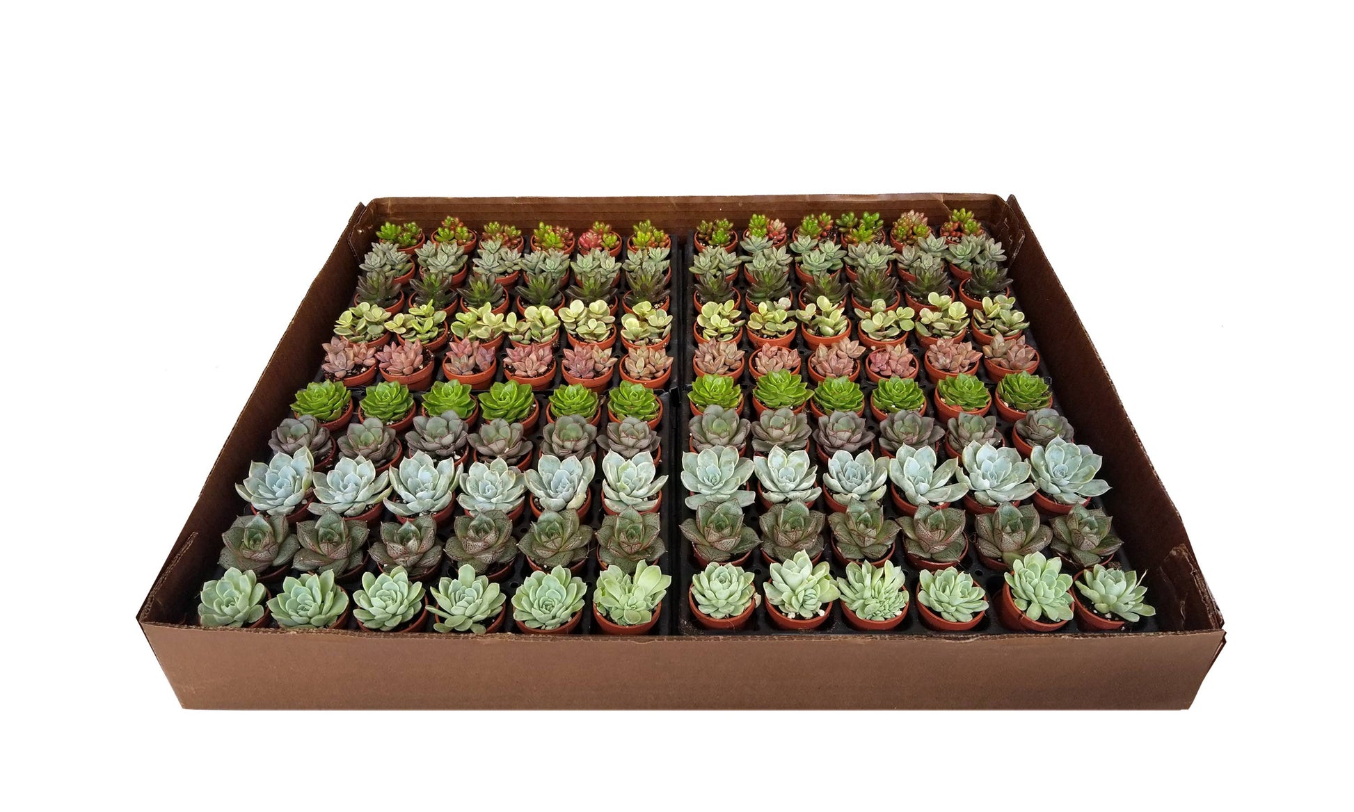 fairy plant pots