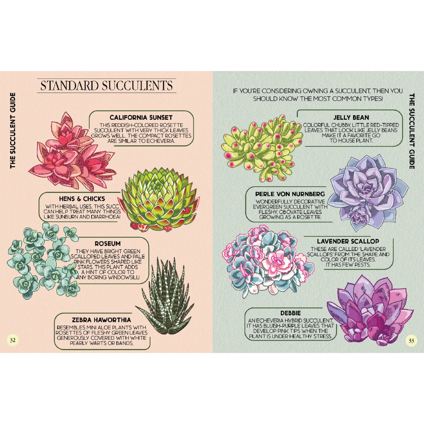 house plant guide succulents