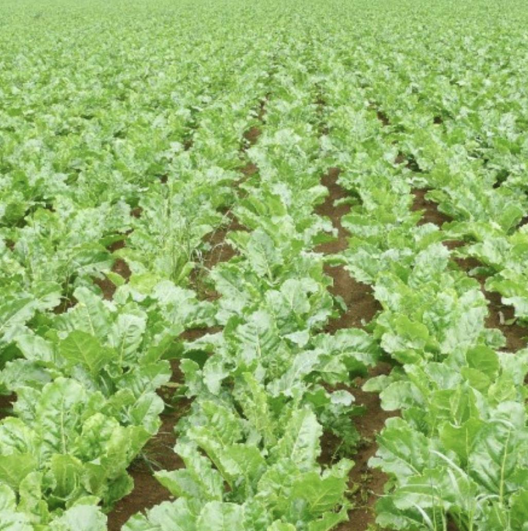 field of sugar beets