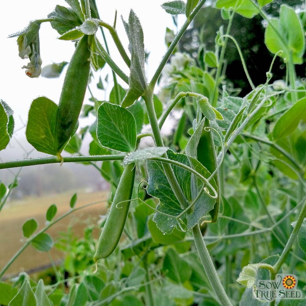 pea seeds