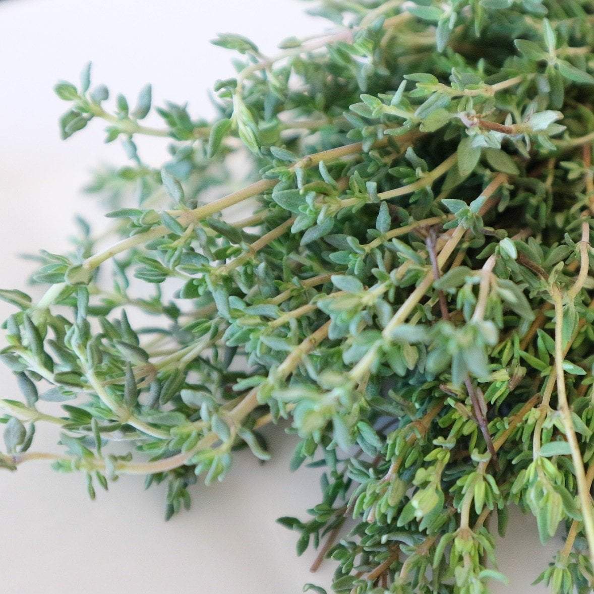 thyme leave seeds