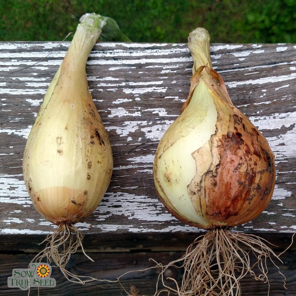 walla wall onion