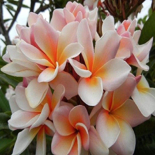 White Orange Plumeria Plant - 5 Seeds - Lei Hawaiian Garden Fragrant, Easy to Grow & Low-Maintenance